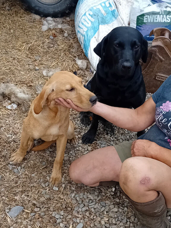 Yellow Labrador puppy