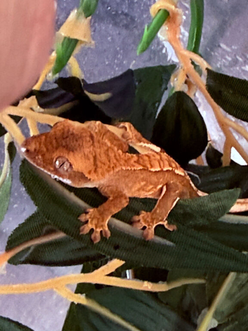 Stunning baby crested geckos