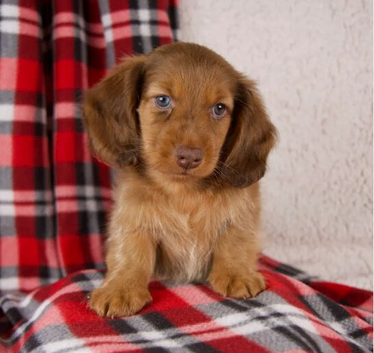 Miniature Dachshund Puppies