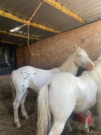 Spotty paint X, Colt 12 mths, to make 14.2hh