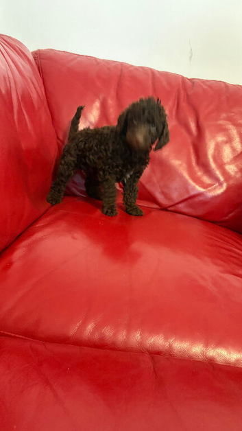 Miniature poodle ready 9th June