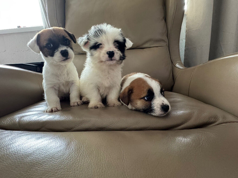 Jack Russell's