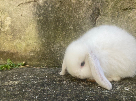 Snowy White Baby Mini Lops