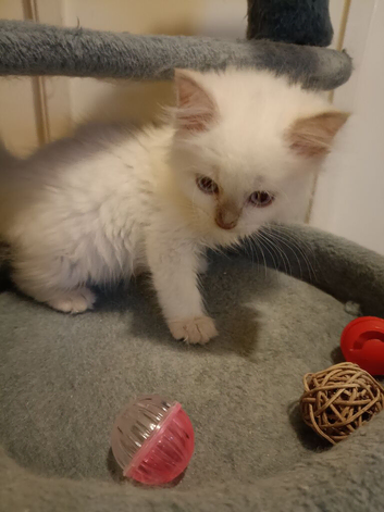 Ready now Rare active fawn point boy