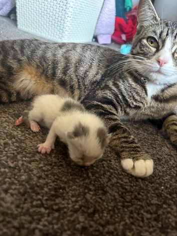 5 boy kittens