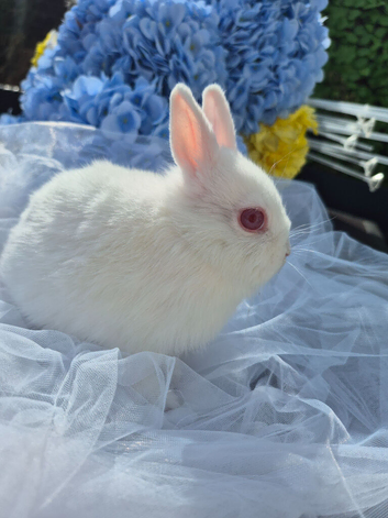 Netherland  dwarf