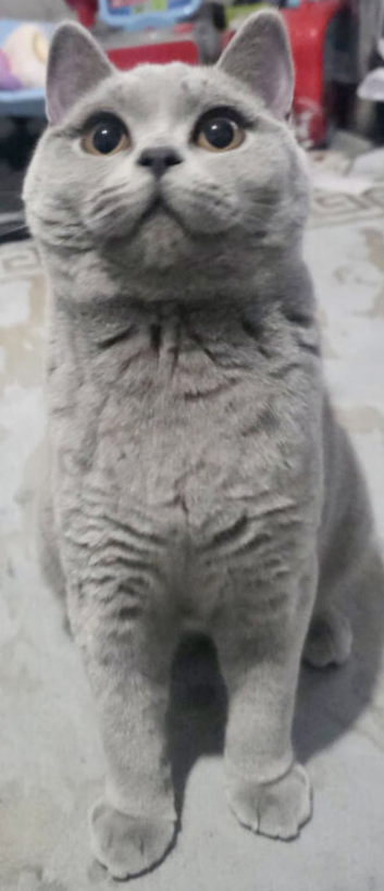 Lilac British short hair kitten