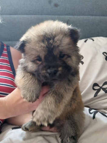 6 Chow Chow Puppies kc registered