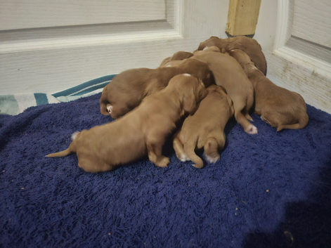 Cocker Spaniel Puppies