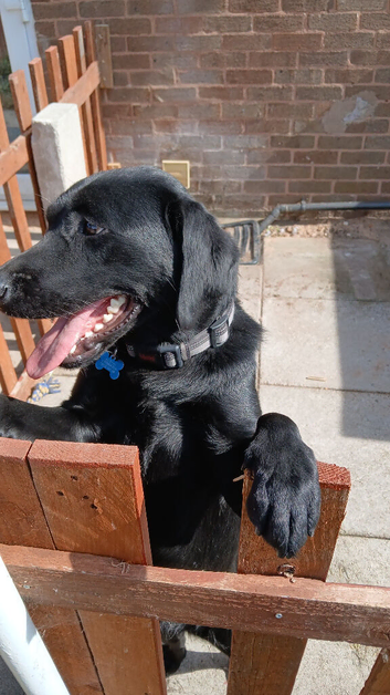 Beautiful pedigree labrador