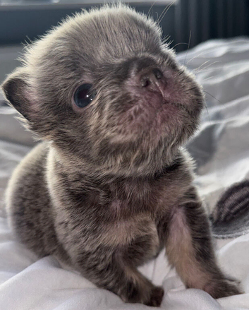 Fluffy French bulldog puppy!