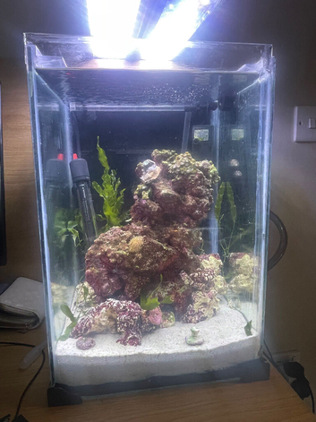 Coral, hermit crab, and snail, need rehomed asap,