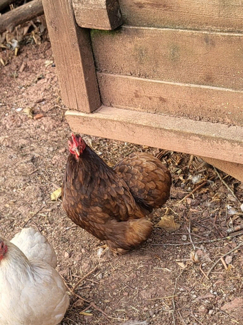 ****PUREBRED PEKIN FEMALES****