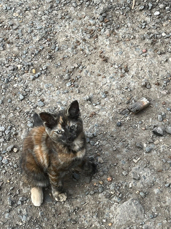 Kittens for sale