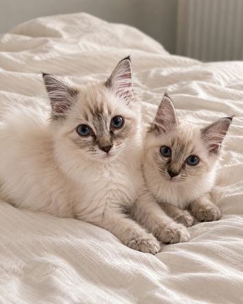 Ragdoll Kittens
