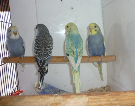 Baby budgies ready for new homes