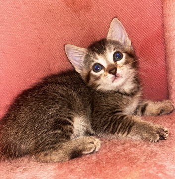 Kittens For Sale