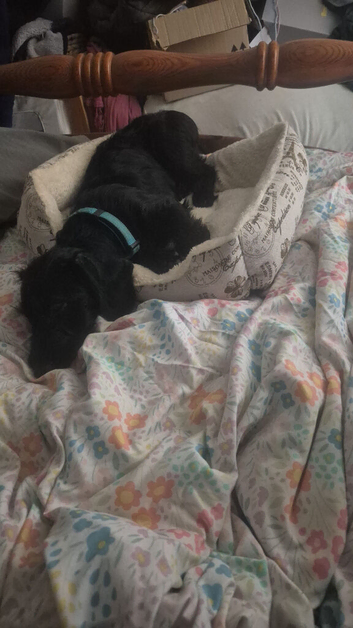 Miniature dachshund