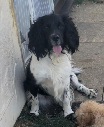 Lovely 17 Month Old Neutered Male