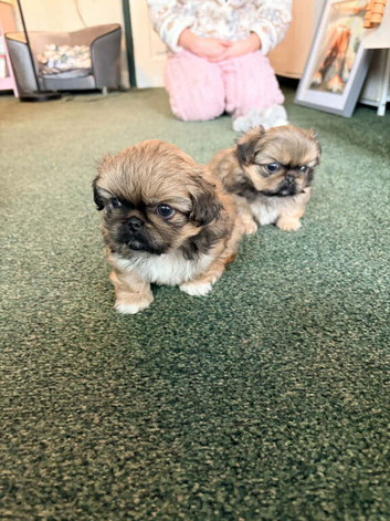 Beautiful Pekingese girls