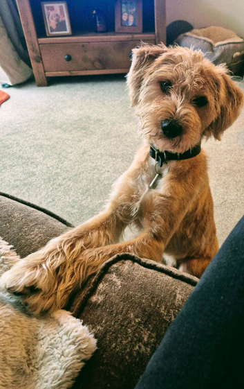 2 yr old Dog for rehoming