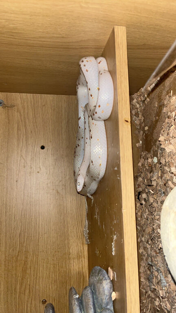 Male corn snake