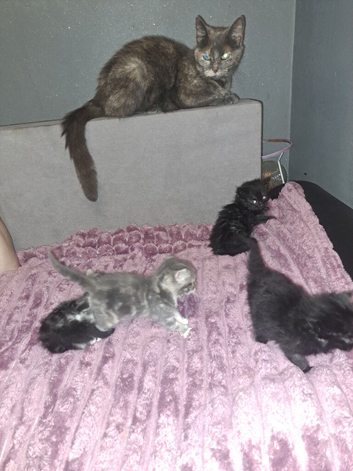 Only 2 of the 4 beautiful kitten looking for their bu looks on photo they just seek yo be black but at closer look they classed as smoke colouring  th