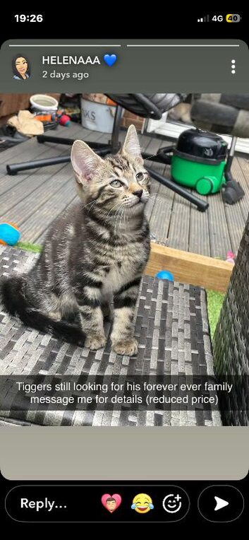 Male boy kitten
