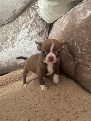 From kc registered parents pure Chihuahua puppies for sale