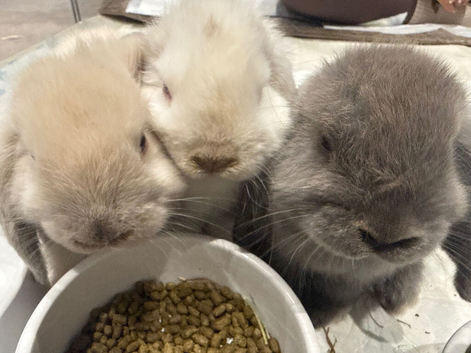 3x Mini lops