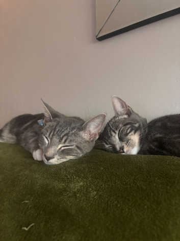 6 month old twin tabby kittens.