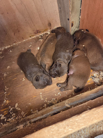 Chocolate, patterdale pups, ready in 4 weeks!