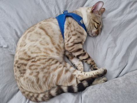 Snow lynks bengal for stud