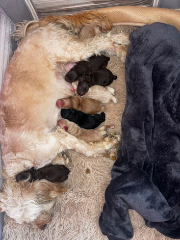 Cockapoo rainbow litter