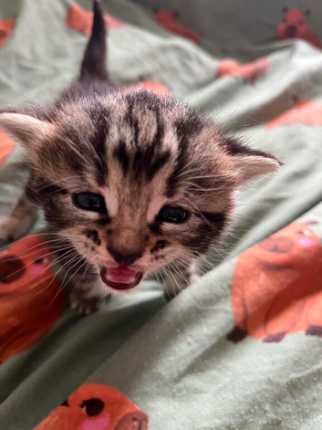 4 beautiful Kittens for
