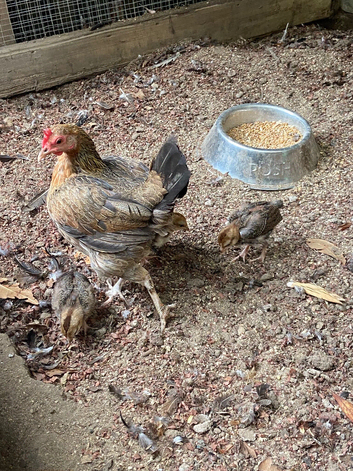 Old English hen and chicks