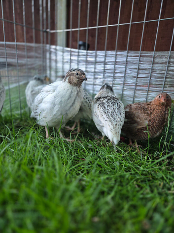 2 boy Pearl Fee Quails