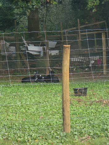 Nanny goat and 2 babies