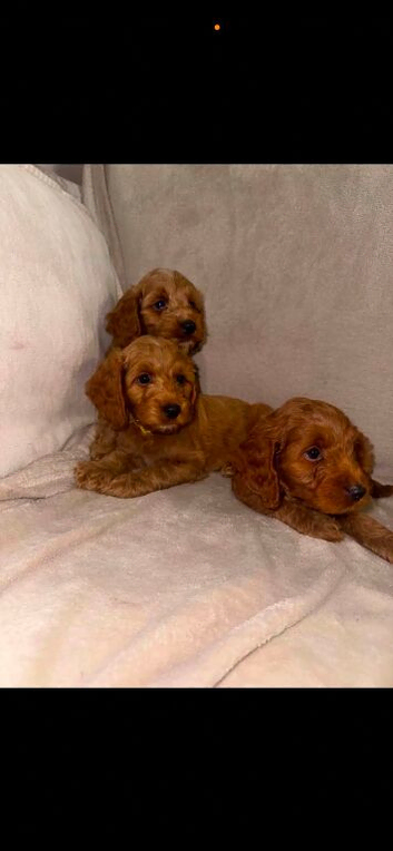 Cockapoo puppies READY NOW