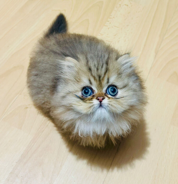 Stunning silver and golden chinchilla kittens!
