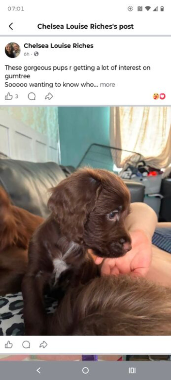 3 boy puppy
