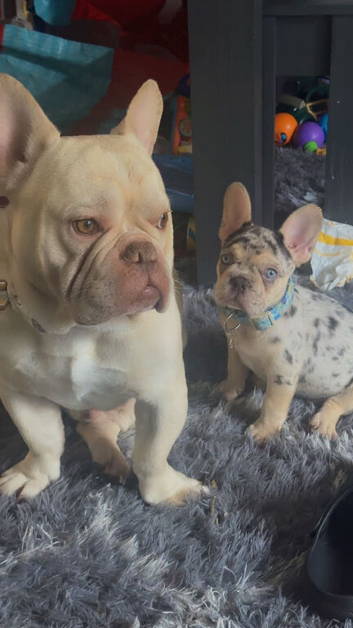Male French bulldog tri Merle available