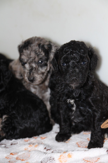 Health tested miniature poodle puppies