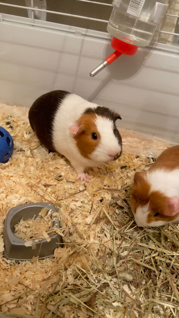 2 Female Guinea Pigs (1 Adult + 1 Six-week old baby)