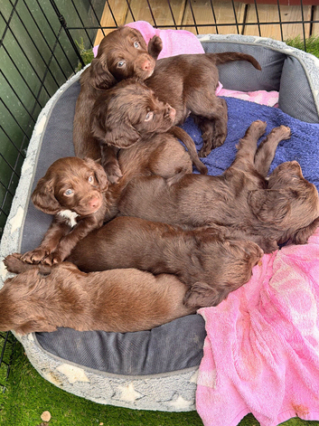 Sprocker spaniel puppies