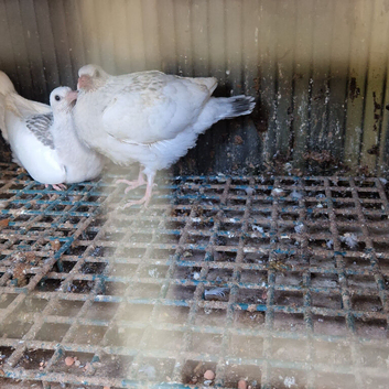 Pigeons