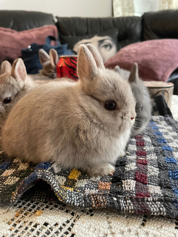 NEW Netherland Dwarf purebred baby Rabbits