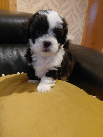 For Sale