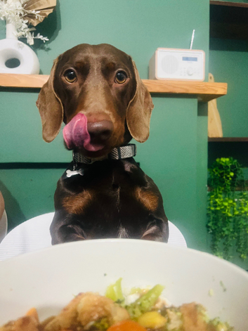 MALE dashchund STUD