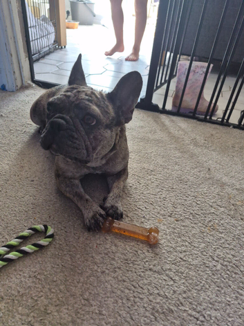 French bulldog x English bulldog